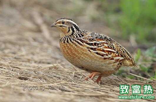 2017养鹌鹑赚钱吗？2017养鹌鹑前景及市场价格行情分析