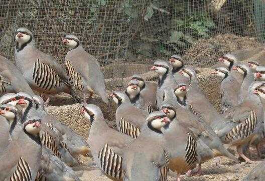 2017养鹧鸪赚钱吗?2017养鹧鸪前景及市场价格行情分析