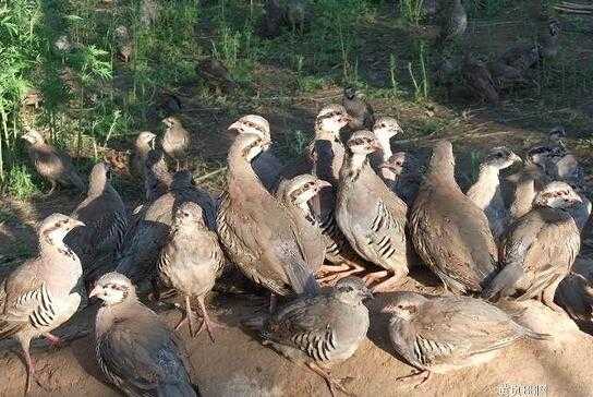 2017养鹧鸪赚钱吗?2017养鹧鸪前景及市场价格行情分析