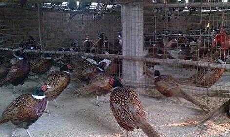 2017养鹧鸪赚钱吗?2017养鹧鸪前景及市场价格行情分析