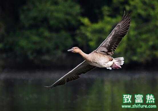 2017养大雁赚钱吗？2017养大雁前景及市场价格行情分析