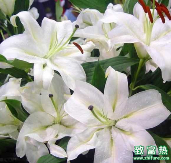 百合花的花语是什么？百合花可以放在室内养吗？