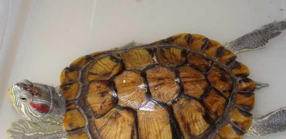 乌龟怎么养？乌龟怎么区分公母？