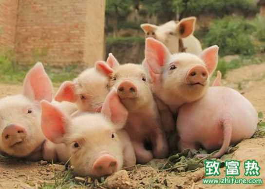 猪伪狂犬病怎么防治