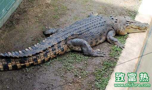 2017养鳄鱼赚钱吗?2017养鳄鱼前景及市场价格行情分析