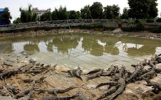 2017养鳄鱼赚钱吗?2017养鳄鱼前景及市场价格行情分析