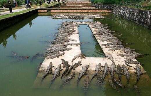 2017养鳄鱼赚钱吗?2017养鳄鱼前景及市场价格行情分析