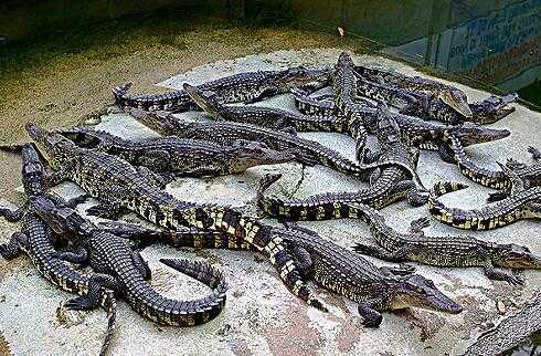 2017养鳄鱼赚钱吗?2017养鳄鱼前景及市场价格行情分析