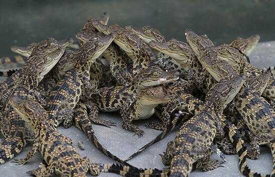 2017养鳄鱼赚钱吗?2017养鳄鱼前景及市场价格行情分析