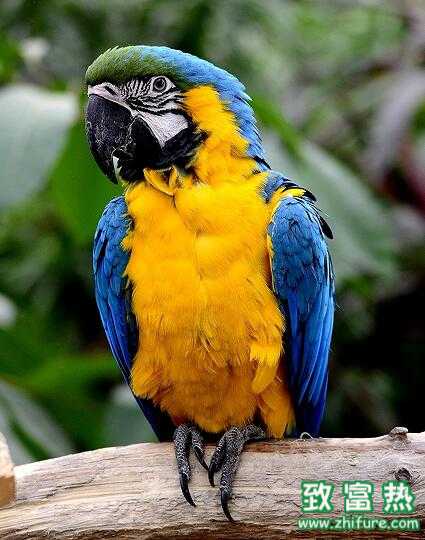 2017养鹦鹉赚钱吗?2017养鹦鹉前景及市场价格行情分析