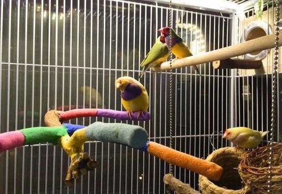 2017养鹦鹉赚钱吗?2017养鹦鹉前景及市场价格行情分析