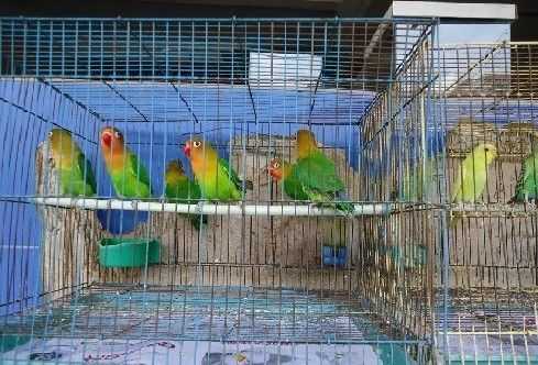 2017养鹦鹉赚钱吗?2017养鹦鹉前景及市场价格行情分析