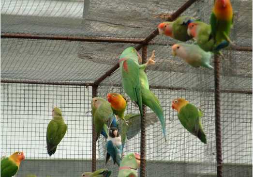 2017养鹦鹉赚钱吗?2017养鹦鹉前景及市场价格行情分析