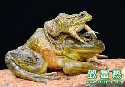 2017养牛蛙赚钱吗?2017养牛蛙前景及市场价格行情分析