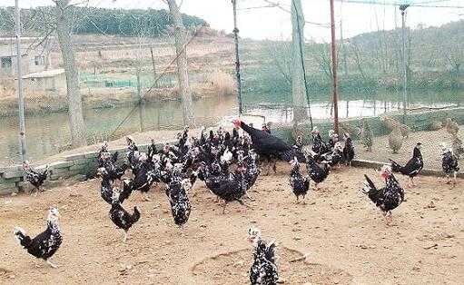 2017养贵妃鸡赚钱吗?2017养贵妃鸡前景及市场价格行情分析