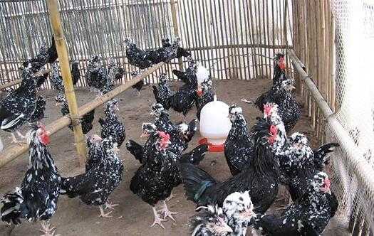 2017养贵妃鸡赚钱吗?2017养贵妃鸡前景及市场价格行情分析