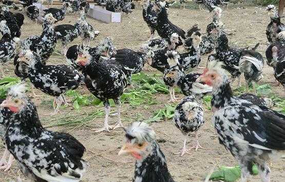 2017养贵妃鸡赚钱吗?2017养贵妃鸡前景及市场价格行情分析