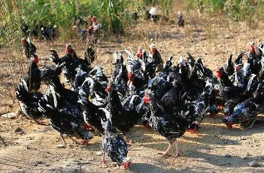 2017养贵妃鸡赚钱吗?2017养贵妃鸡前景及市场价格行情分析