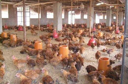 2017养肉鸡赚钱吗?2017养肉鸡前景及市场价格行情分析