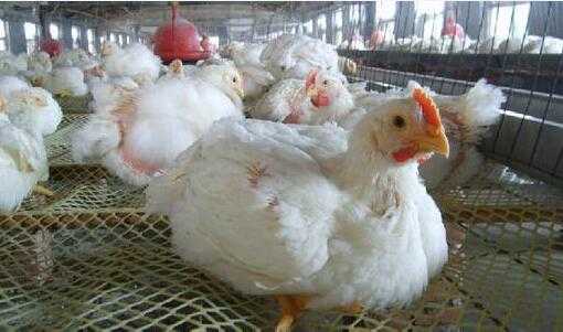 2017养肉鸡赚钱吗?2017养肉鸡前景及市场价格行情分析