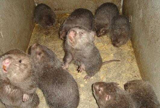 2017养竹鼠赚钱吗?2017养竹鼠前景及市场价格行情分析