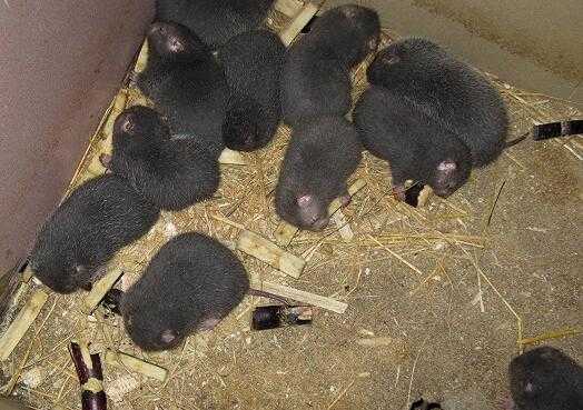 2017养竹鼠赚钱吗?2017养竹鼠前景及市场价格行情分析