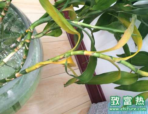 适合冬天养的植物有哪些？抗寒性强的