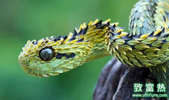 被蛇咬了怎么办？紧急自救方法