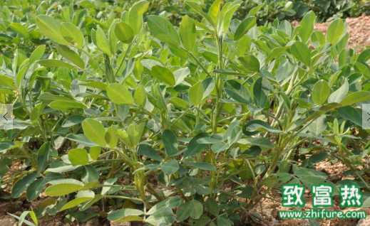 花生的营养价值和功效 新鲜的花生怎么煮才好吃