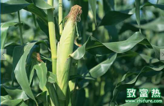 玉米的营养价值和功效 玉米与什么搭配更有营养