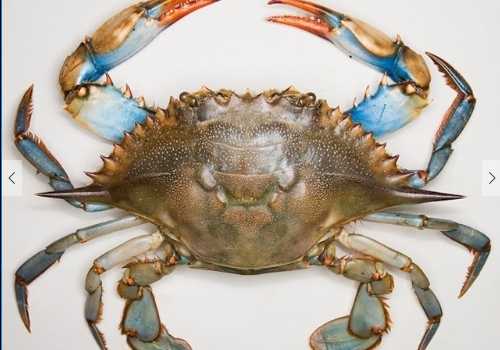 螃蟹的营养价值和功效 高温季节如何养殖螃蟹