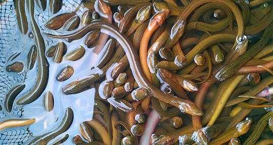 2017养黄鳝赚钱吗?2017养黄鳝前景及市场价格行情分析