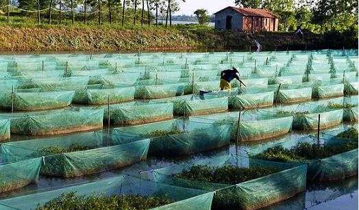 2017养黄鳝赚钱吗?2017养黄鳝前景及市场价格行情分析