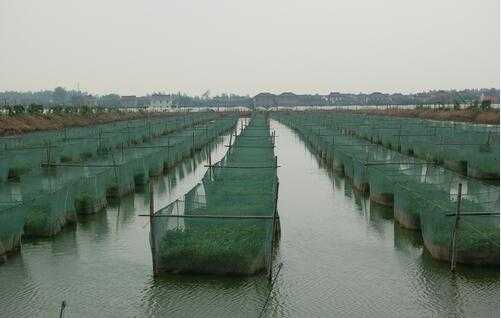 2017养黄鳝赚钱吗?2017养黄鳝前景及市场价格行情分析