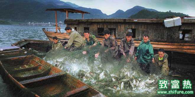 卖鱼季节到了,养殖户啥时候才能做到“我的鱼儿我做主”?