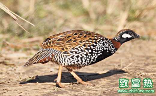鹧鸪的营养价值和功效 鹧鸪生活栖息的环境