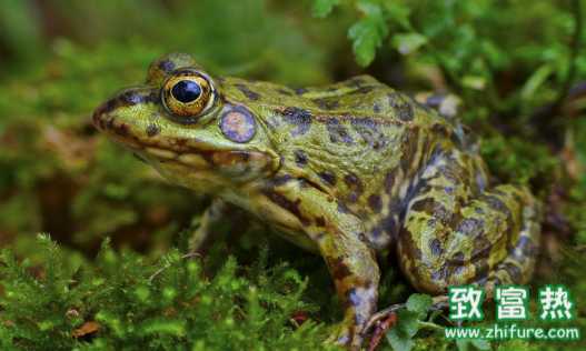 青蛙的营养价值和功效 青蛙肉能否过多食用
