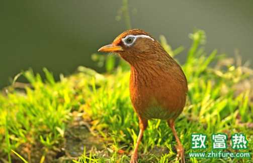 画眉鸟脱毛怎么办 画眉鸟如何喂饲料