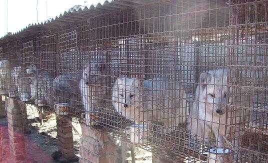 2017养狐狸赚钱吗?2017养狐狸前景及市场价格行情分析