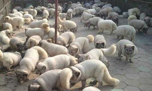 2017养狐狸赚钱吗?2017养狐狸前景及市场价格行情分析