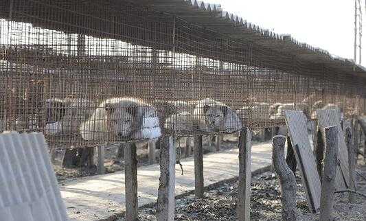 2017养狐狸赚钱吗?2017养狐狸前景及市场价格行情分析