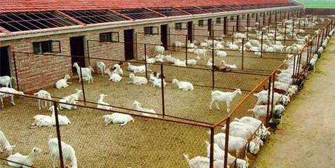 2017养狐狸赚钱吗?2017养狐狸前景及市场价格行情分析