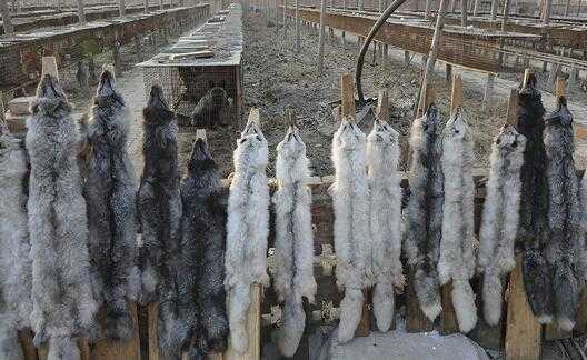 2017养狐狸赚钱吗?2017养狐狸前景及市场价格行情分析