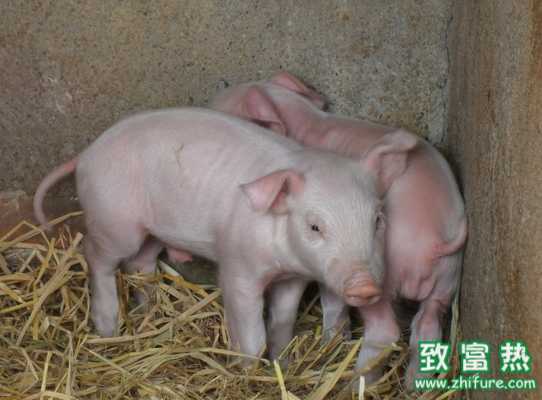 冬季猪群呼吸道病怎么办