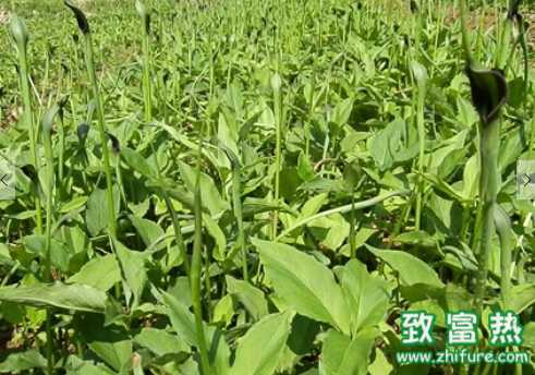 半夏的营养价值和功效 种植半夏最好选什么样的土地