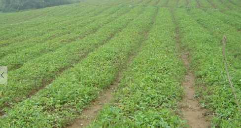 半夏的营养价值和功效 种植半夏最好选什么样的土地