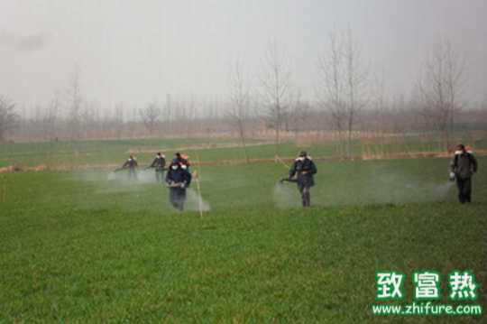 麦田最有效的除草方式