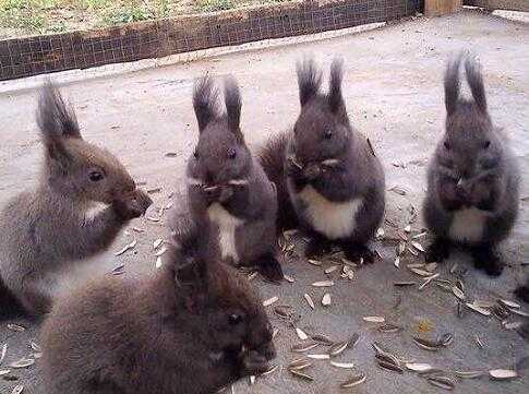 2017养松鼠赚钱吗?2017养松鼠前景及市场价格行情分析