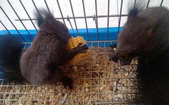 2017养松鼠赚钱吗?2017养松鼠前景及市场价格行情分析