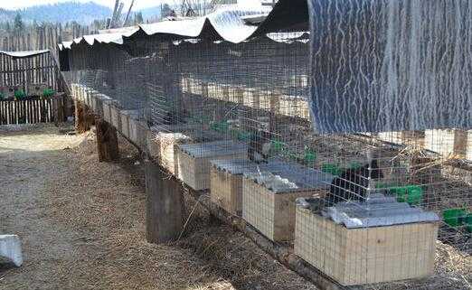 2017养松鼠赚钱吗?2017养松鼠前景及市场价格行情分析